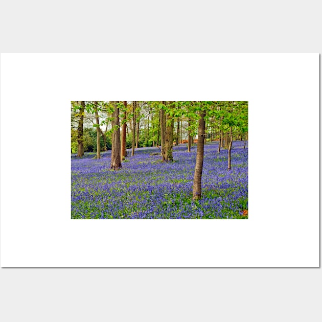 Bluebell Woods Greys Court Oxfordshire UK Wall Art by AndyEvansPhotos